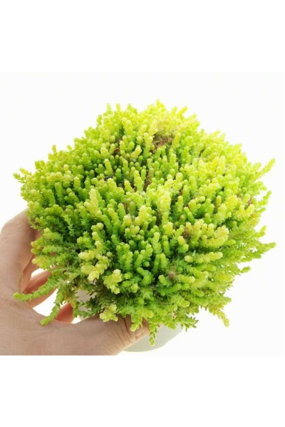 Очиток низкорослый